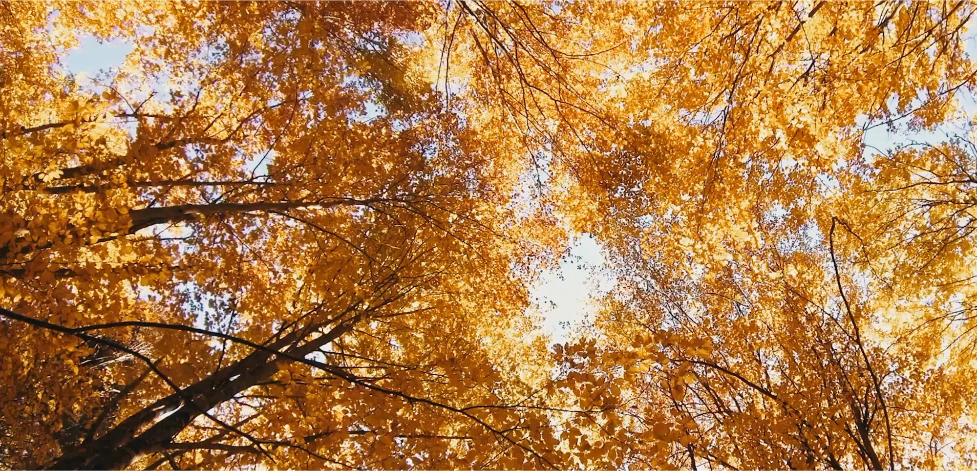 Herbst